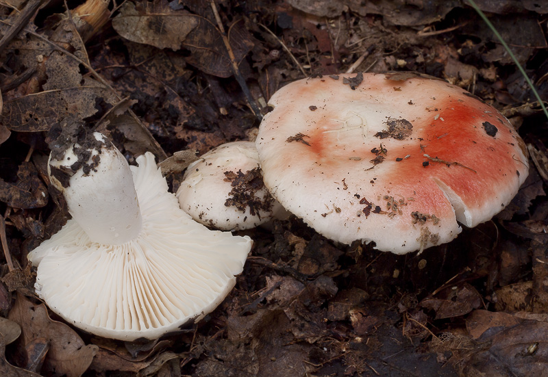 Russula luteotacta